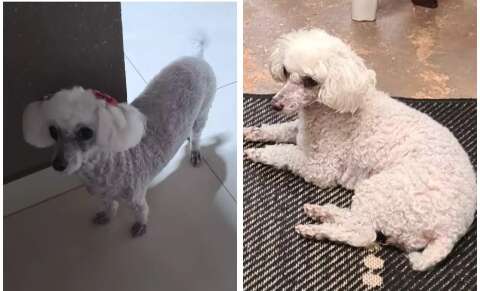 Poodle de 15 anos com cicatriz na barriga desaparece no Taquaral Bosque