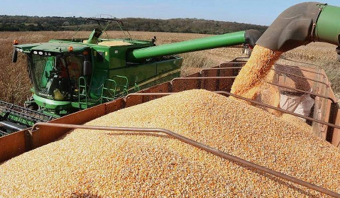Mato Grosso do Sul deve produzir 2,07 bilh&otilde;es de litros de etanol de milho