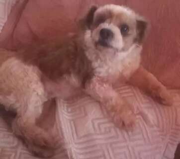 Ap&oacute;s ser levada e vendida por R$ 20, Luna retorna para casa 