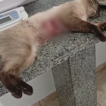 Moradores denunciam c&atilde;es que mataram 12 gatos no Cabre&uacute;va