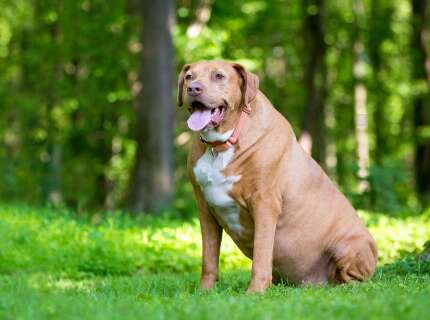 Nada de fofura: obesidade em c&atilde;es e gatos &eacute; um problema s&eacute;rio
