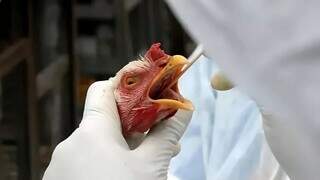Suspeita de gripe avi&aacute;ria em Ang&eacute;lica d&aacute; negativo