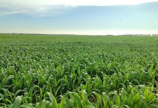 Risco de geada e falta de chuva deixam produtores de milho em alerta em MS