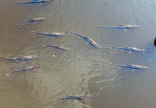 Decoada ressurge com for&ccedil;a no Pantanal e come&ccedil;a a provocar morte de peixes