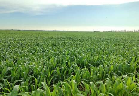 Risco de geada e falta de chuva deixam produtores de milho em alerta em MS