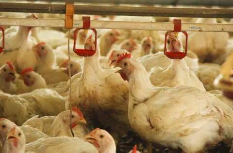 Organiza&ccedil;&atilde;o Mundial de Sa&uacute;de Animal restringe surto de influenza avi&aacute;ria ao RS