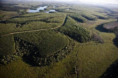 &Aacute;rea de f&aacute;brica de celulose ter&aacute; 1,2 mil hectares de reserva particular 