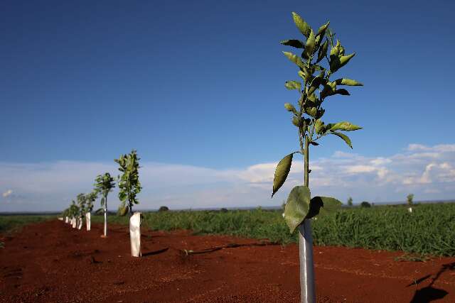 Cr&eacute;dito de R$ 20 milh&otilde;es na citricultura acelera meta de carbono neutro em MS