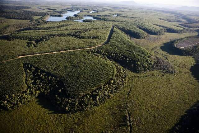 &Aacute;rea de f&aacute;brica de celulose ter&aacute; 1,2 mil hectares de reserva particular 