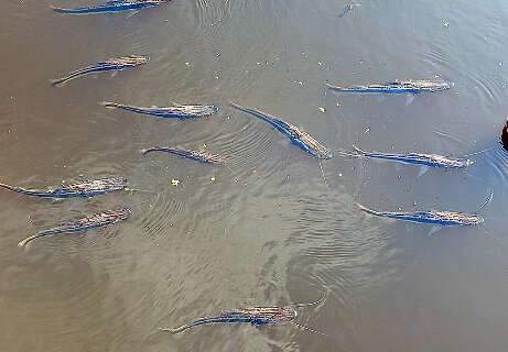 Decoada ressurge com for&ccedil;a no Pantanal e come&ccedil;a a provocar morte de peixes