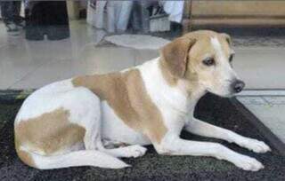 Menina sofre com sumi&ccedil;o de cadela h&aacute; cinco dias e m&atilde;e faz apelo por ajuda