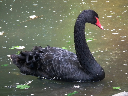 Minas confirma caso de gripe avi&aacute;ria em cisne negro e decreta emerg&ecirc;ncia animal