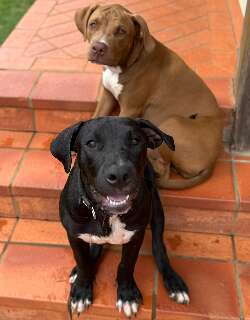 Casal procura por dois pitbulls desaparecidos na regi&atilde;o da Morada do Sol