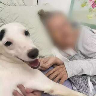 Neta busca por Bella, c&atilde;o que ajudava av&oacute; durante crises de Alzheimer