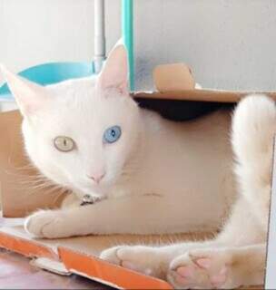 Felino com olhos azul e verde est&aacute; desaparecido no Tiradentes