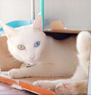 Felino com olhos azul e verde est&aacute; desaparecido no Tiradentes