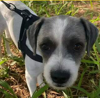 Fam&iacute;lia acolhe c&atilde;o perdido no Ch&aacute;cara Cachoeira e busca por tutor
