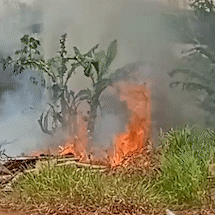 Moradores sofrem com inc&ecirc;ndio em vegeta&ccedil;&atilde;o de terreno abandonado