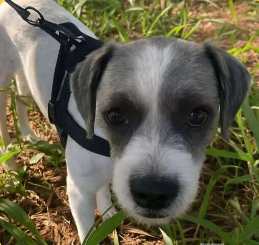 Fam&iacute;lia acolhe c&atilde;o perdido no Ch&aacute;cara Cachoeira e busca por tutor