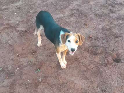 Tutor procura pela Luna, cachorra desaparecida h&aacute; dias no Lajeado