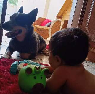 Blue heeler desaparece em Campo Grande e deixa beb&ecirc; de 10 meses doente
