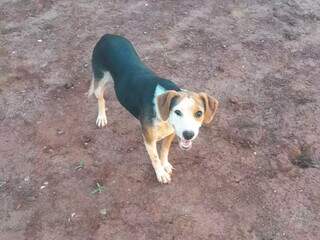 Tutor procura pela Luna, cachorra desaparecida h&aacute; dias no Lajeado