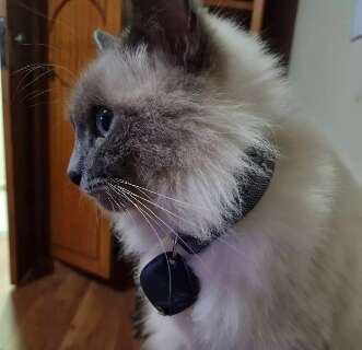 Ap&oacute;s 7 anos vivendo em casa telada, gato Smigol desaparece no Dan&uacute;bio Azul