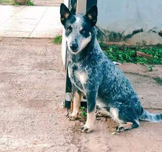 Blue heeler desaparece em Campo Grande e deixa beb&ecirc; de 10 meses doente