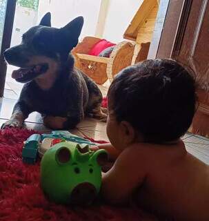 Blue heeler desaparece em Campo Grande e deixa beb&ecirc; de 10 meses doente