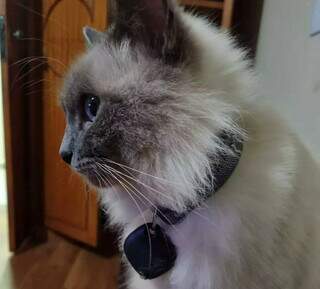 Ap&oacute;s 7 anos vivendo em casa telada, gato Smigol desaparece no Dan&uacute;bio Azul