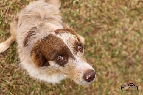 Mais de 620 mil pets j&aacute; t&ecirc;m RG. Veja como cadastrar o seu no SinPatinhas