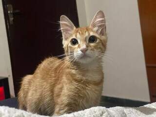 Viu o Pitico? Felino est&aacute; desaparecido no Jardim Panam&aacute;