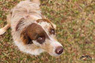 Mais de 620 mil pets j&aacute; t&ecirc;m RG. Veja como cadastrar o seu no SinPatinhas