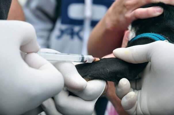 A&ccedil;&atilde;o oferece exames gratuitos para c&atilde;es e gatos no Jardim Noroeste