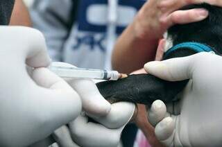 A&ccedil;&atilde;o oferece exames gratuitos para c&atilde;es e gatos no Jardim Noroeste