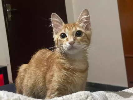 Viu o Pitico? Felino est&aacute; desaparecido no Jardim Panam&aacute;