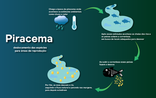 Ap&oacute;s piracema, ciclo recome&ccedil;a e mostra a import&acirc;ncia da vida nos rios