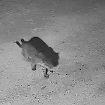 On&ccedil;as atacam c&atilde;es e preocupam comunidade em Lad&aacute;rio
