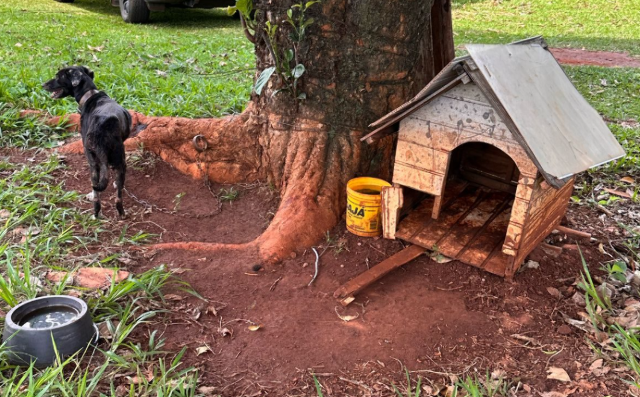 Voc&ecirc; concorda com criminalizar o ato de amarrar c&atilde;es ou gatos?