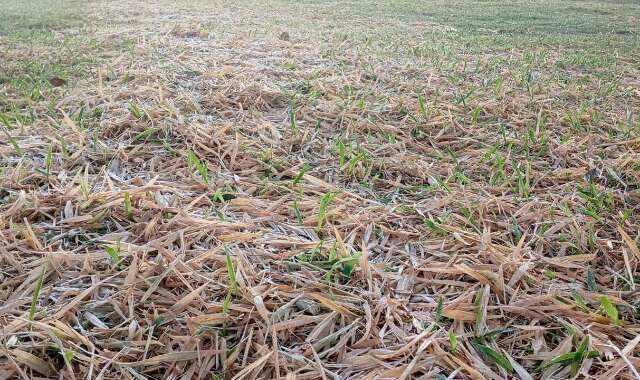 Geada em maio &eacute; rara; ocorreu apenas quatro vezes em Dourados desde 2001
