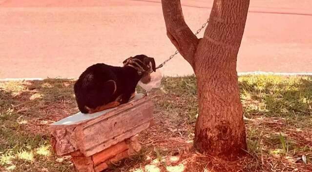 Criminaliza&ccedil;&atilde;o de acorrentamento animal tem apoio de 60% dos leitores