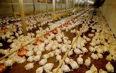 China amplia restri&ccedil;&otilde;es e suspende toda importa&ccedil;&atilde;o de frango do Brasil