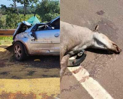 Colis&otilde;es com antas causaram 48 mortes em rodovias de MS 