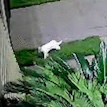 Gato com &quot;olhos raros&quot; volta para casa ap&oacute;s semana desaparecido no frio