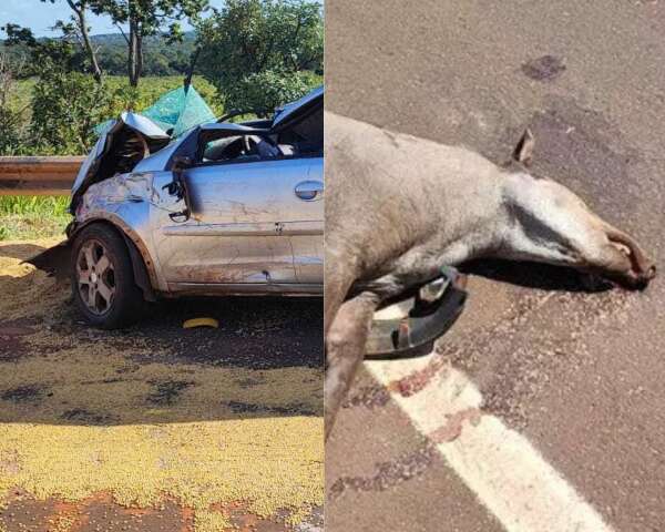 Colis&otilde;es com antas causaram 48 mortes em rodovias de MS 