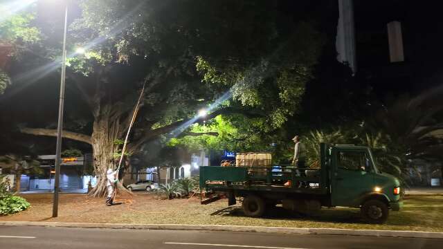  Figueiras hist&oacute;ricas da Afonso Pena e Mato Grosso passam por tratamento