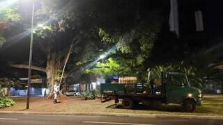  Figueiras hist&oacute;ricas da Afonso Pena e Mato Grosso passam por tratamento