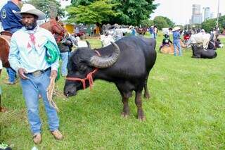 B&uacute;falos, bois e &eacute;guas: animais &quot;sem pre&ccedil;o&quot; roubam a cena em cavalgada