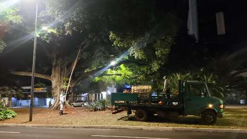  Figueiras hist&oacute;ricas da Afonso Pena e Mato Grosso passam por tratamento