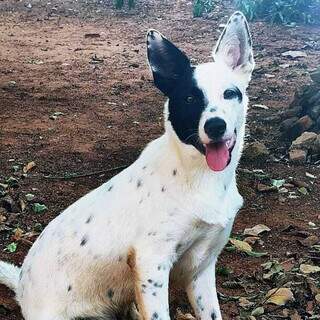 Thor sumiu no domingo e bombeiro pede ajuda para encontrar companheiro